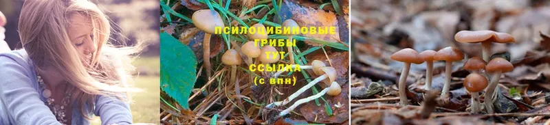 Псилоцибиновые грибы Psilocybe  Долинск 